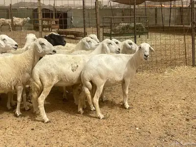 35 غنم حريات مراح دفيع وشي ع ولاده غنم منوة القاني تم البيع 0