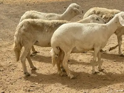 35 غنم حريات مراح دفيع وشي ع ولاده غنم منوة القاني تم البيع 9