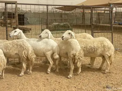 35 غنم حريات مراح دفيع وشي ع ولاده غنم منوة القاني تم البيع 3