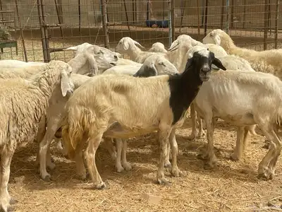 35 غنم حريات مراح دفيع وشي ع ولاده غنم منوة القاني تم البيع 8