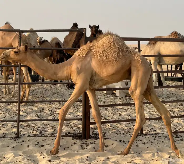 قعود سلاله طيبه 2