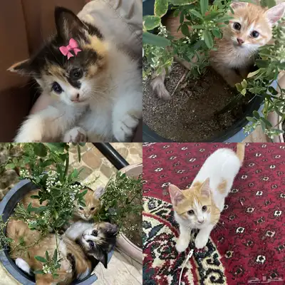 قطط للتبني 0