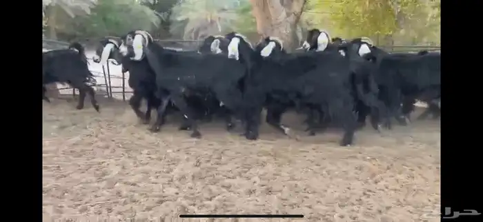 للبيع 15 عنز عوارض فاخره جدا 14