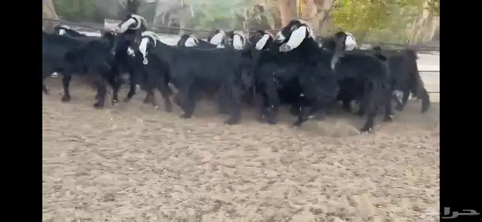 للبيع 15 عنز عوارض فاخره جدا 3