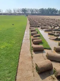 للتوصيل نجيله طبيعيه 0
