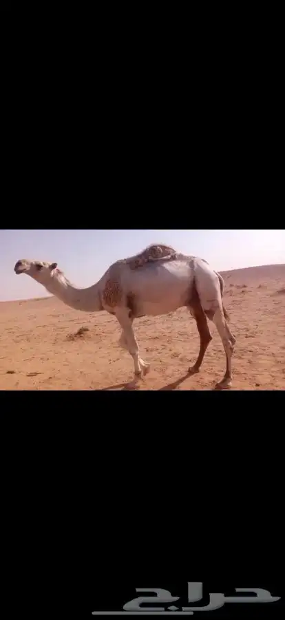 قعود رماني يثني الشتاء الجاي القعود اطيب من التصوير بواجد 2