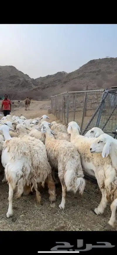 ضان مراح ومعزا مراح 13