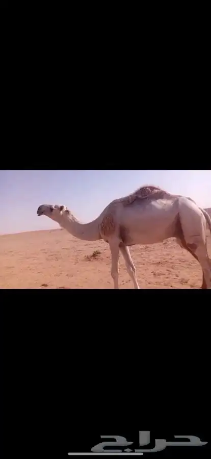 قعود رماني يثني الشتاء الجاي القعود اطيب من التصوير بواجد 0