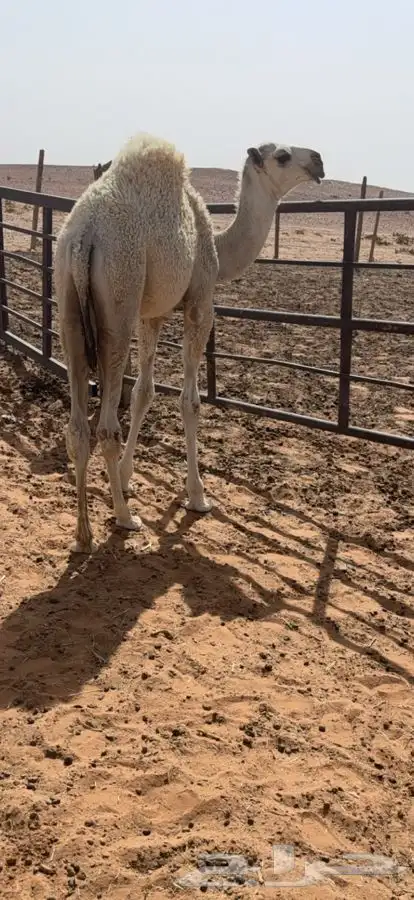 قعود رماني يثني الشتاء الجاي القعود اطيب من التصوير بواجد 3