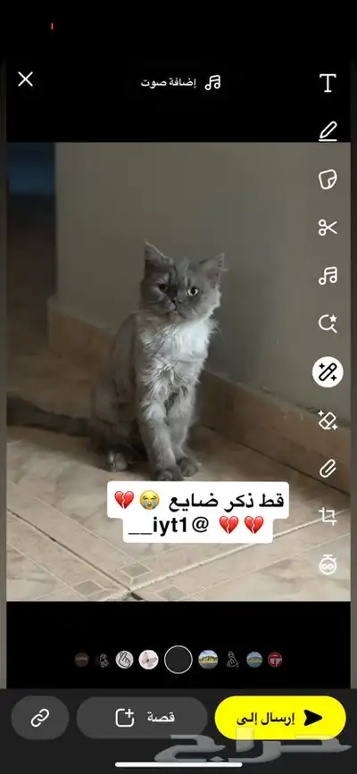 قط ضايع 0