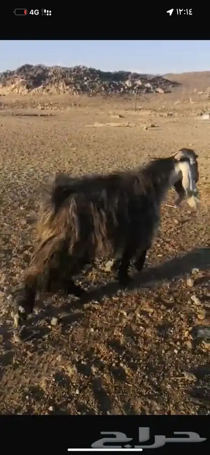 تيس عارضي فحل 1