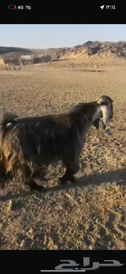 تيس عارضي فحل 0