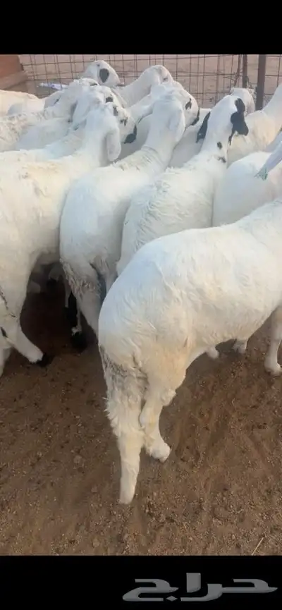 سواكن للبيع مرابي 2