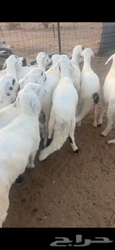 سواكن للبيع مرابي 0