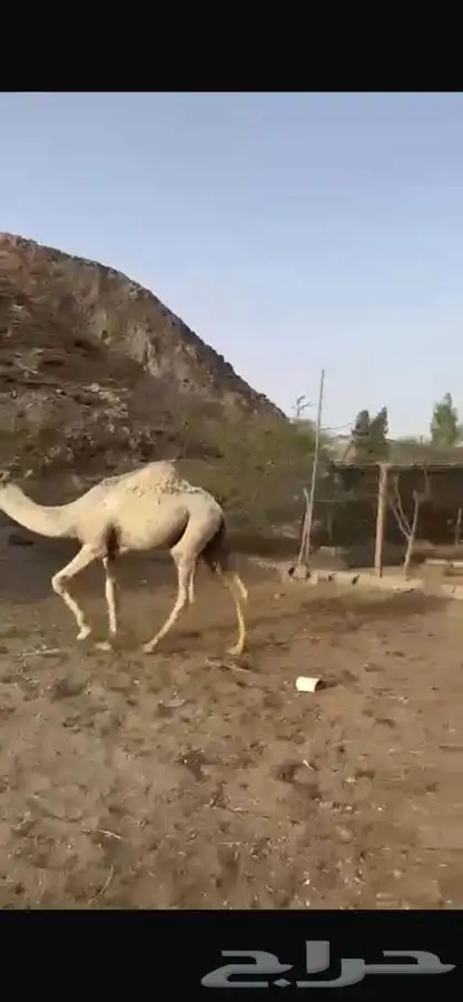 قعدان ومفاريد طيبه مغلقه شحم 1