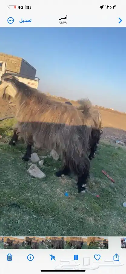 تيس عارضي فحل 2