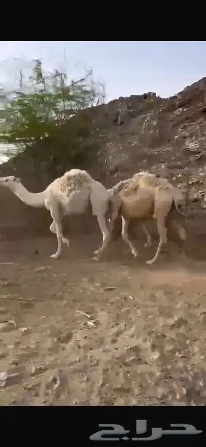 قعدان ومفاريد طيبه مغلقه شحم 2