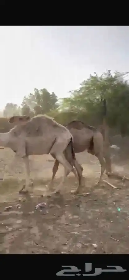 قعدان ومفاريد طيبه مغلقه شحم 0