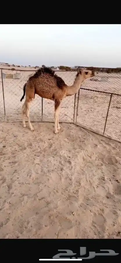 قعود 0