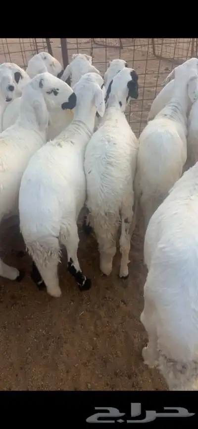 سواكن للبيع مرابي 1