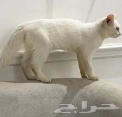 قطة للبيع 0