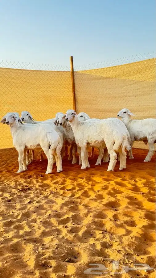 ابو عبدالله لبيع الذبايح 3