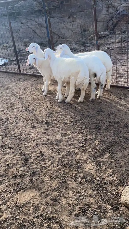 ذبايح للبيع تم البيع 2