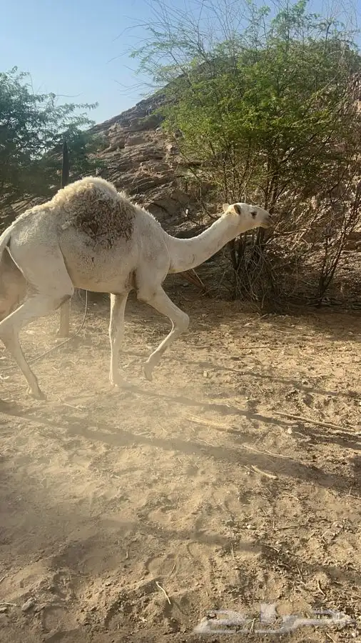 قعدان ومفاريد طيبه مغلقه شحم 6