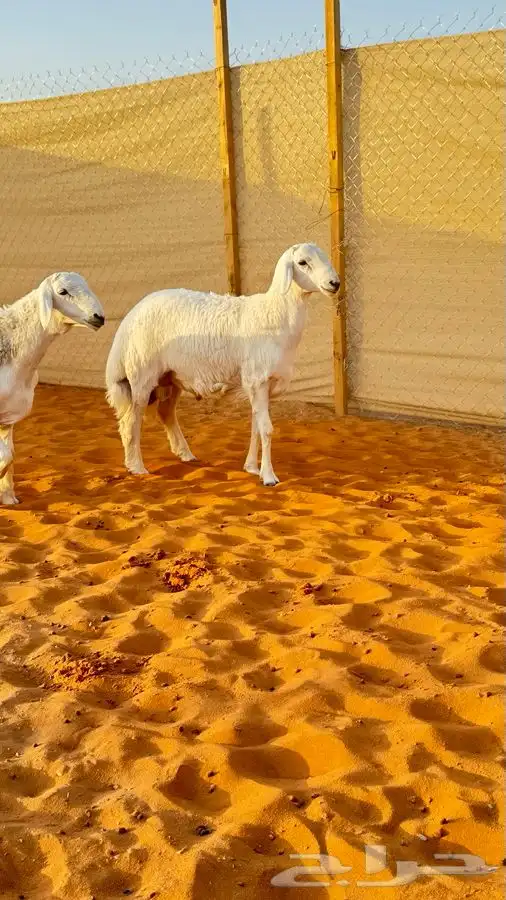 ابو عبدالله لبيع الذبايح 2