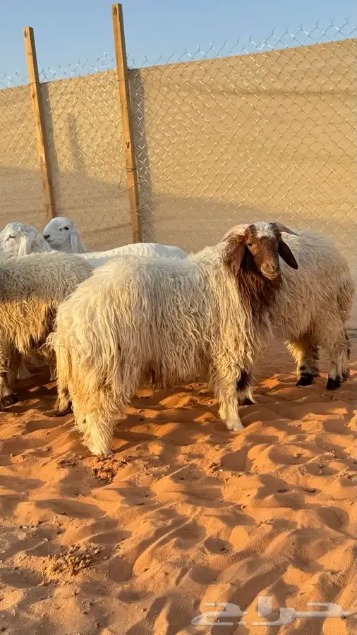 ابو عبدالله لبيع الذبايح 4