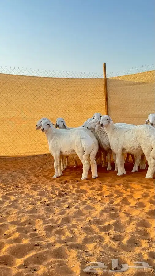 ابو عبدالله لبيع الذبايح 1