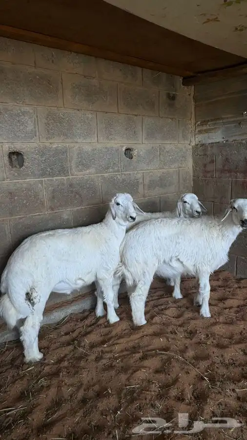 ابو عبدالله لبيع الذبايح 6