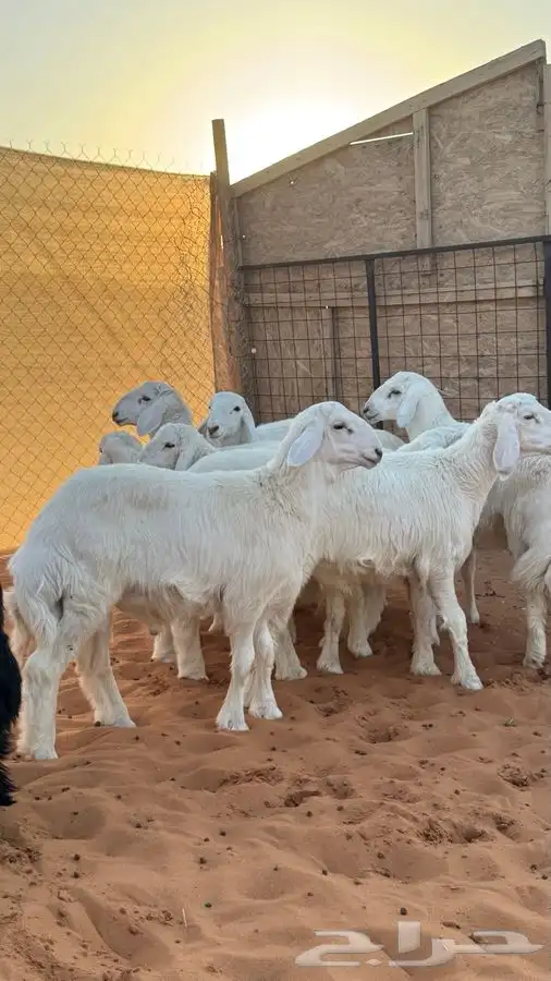 ابو عبدالله لبيع الذبايح 5