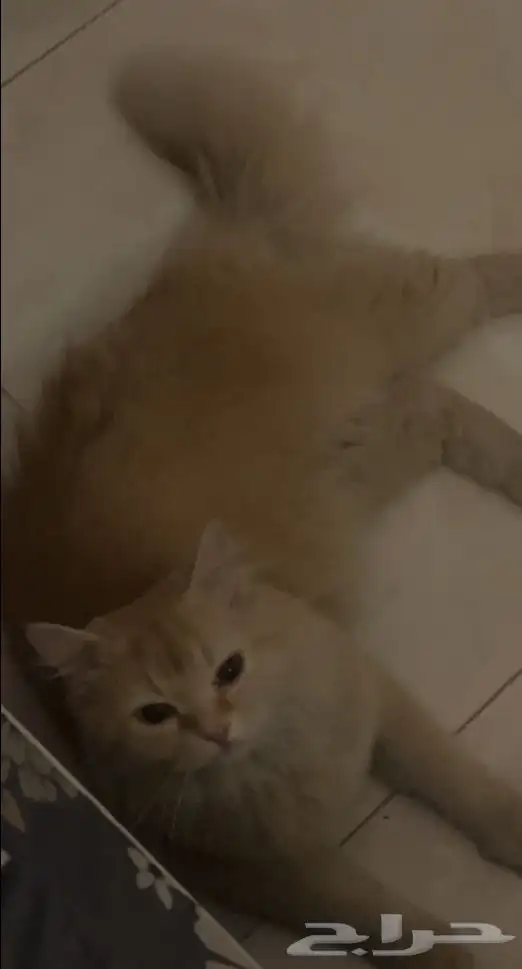 قطوه 1