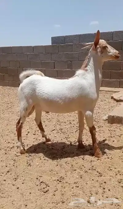 تيس محايلي عارضي سمان يوجدحسب الطلب ذبح وتوصيل 0