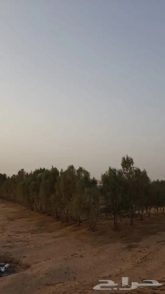 مزرعه للإيجار القصيم مدرج 1