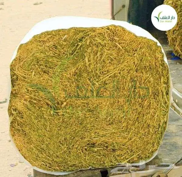 برسيم الراعي المستورد 0