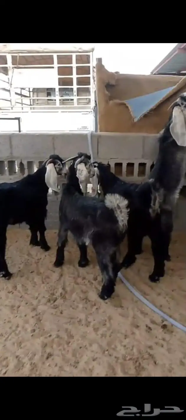 متوفر تابي و تمارا تيوس عوارض وتيوس جنوبية 0