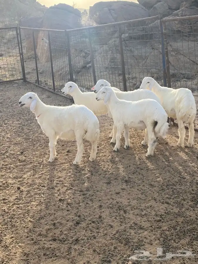 ذبايح للبيع تم البيع 1