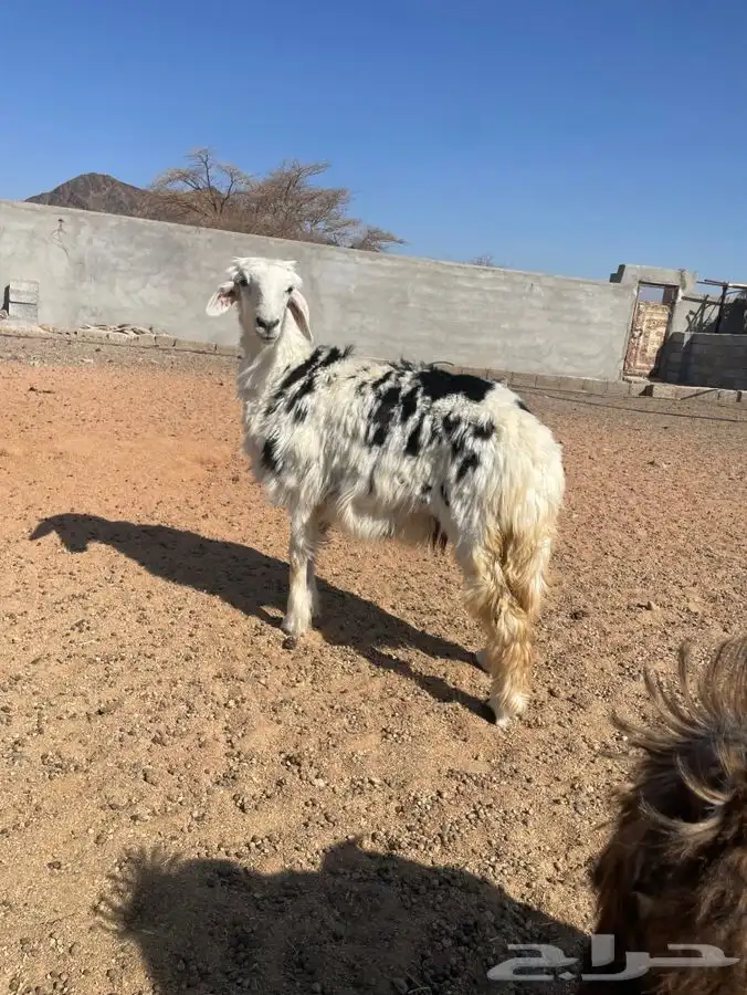 رخال لبيع نظيفه االحد 1250 نهايه لايتصال غير صامل 2
