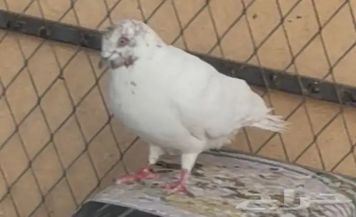 حمام مشكل بوز شماسي زاجل 9