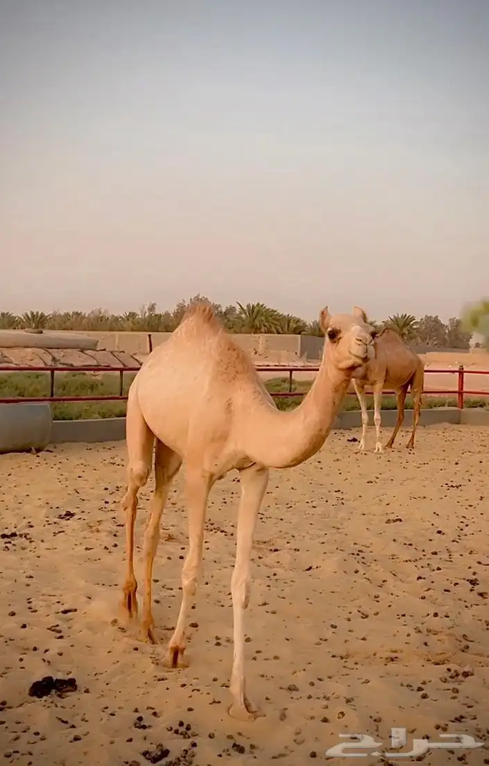 بكره اصيل مفروده للبيع سلالتها طيبه وسبق من النوادر 5