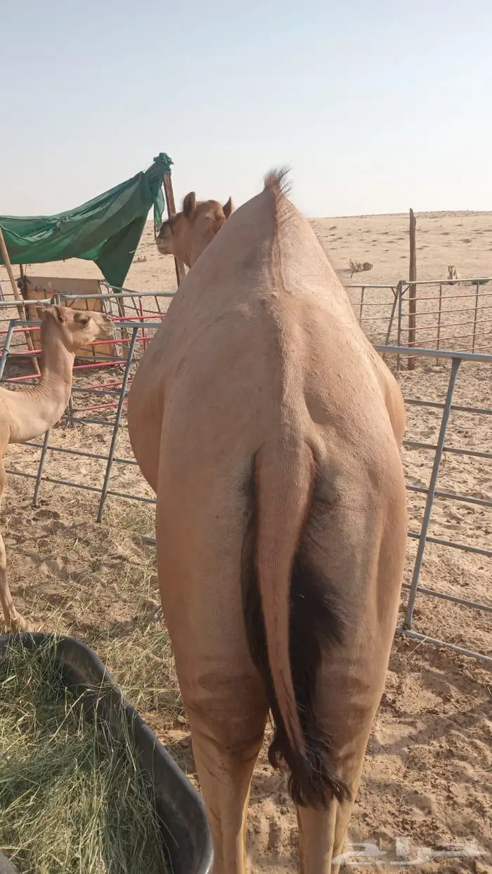 تم البيع الجبيل قعود للبيع السعر 4500 التواصل واتساب 0