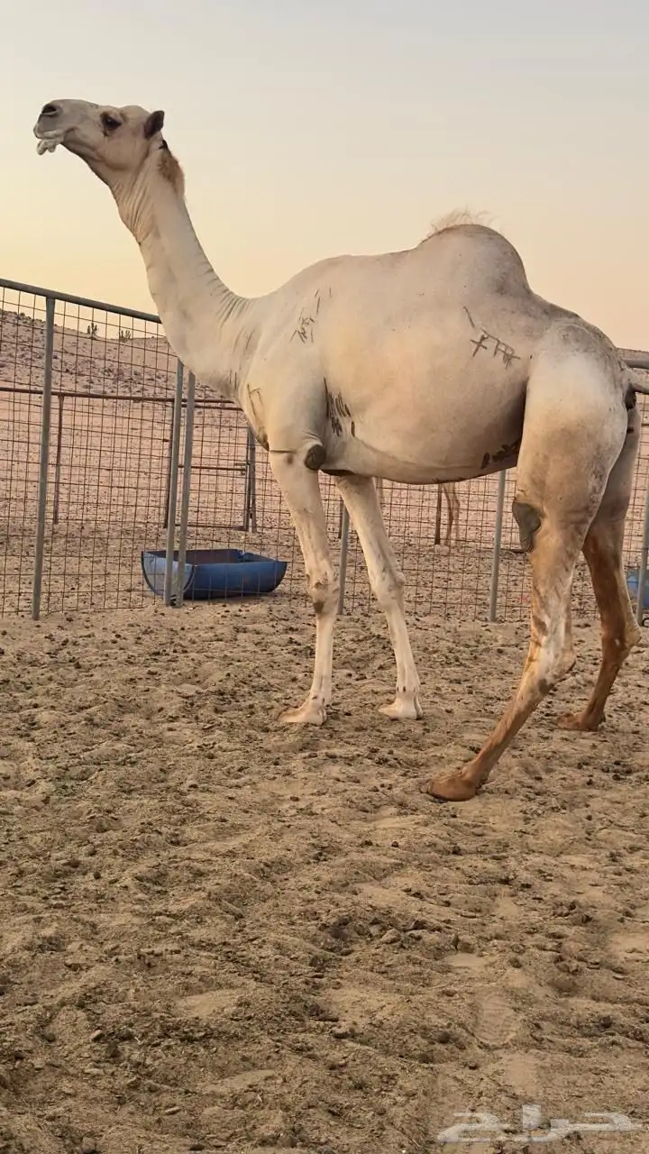 فحل شاهين صاحب سياره الجنادريه من 19 كيلو 0