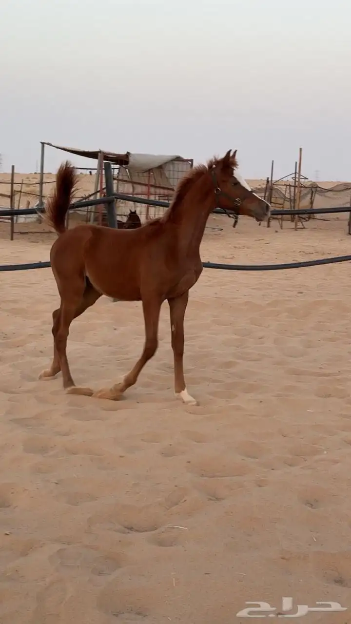 عرض فاخر مهرين عربيه اصيله جاهزه لتسجيل 7