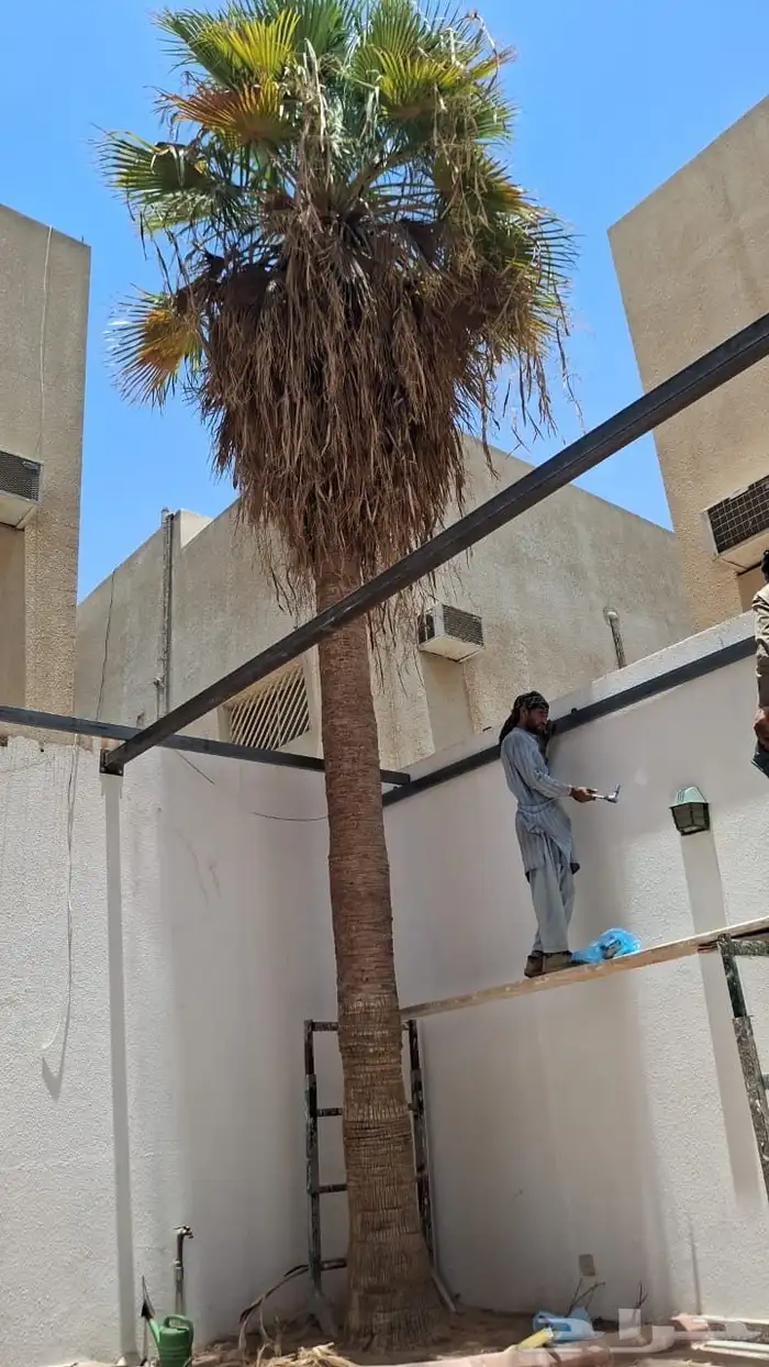 نخلة 0