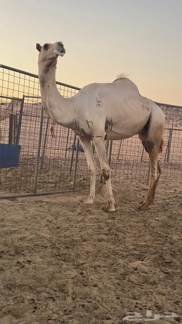فحل شاهين صاحب سياره الجنادريه من 19 كيلو 1