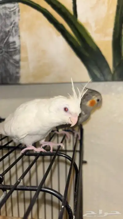 زوج كروان مع انثى 5