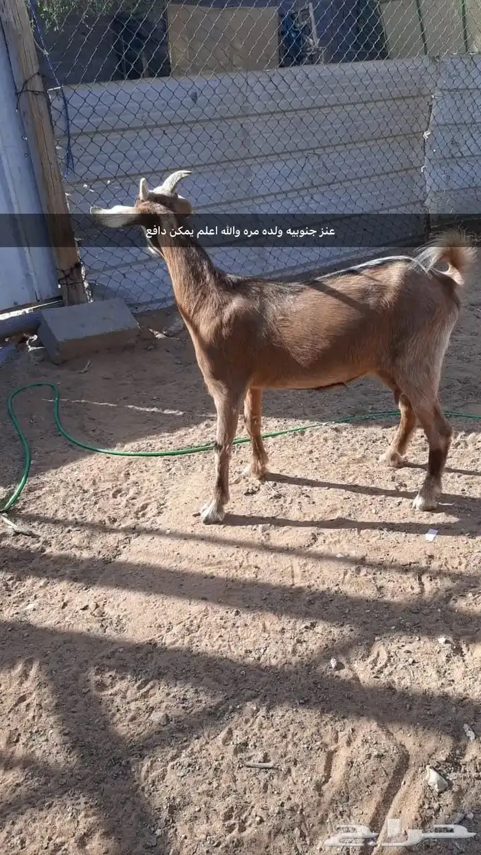 معزاء للبيع 0