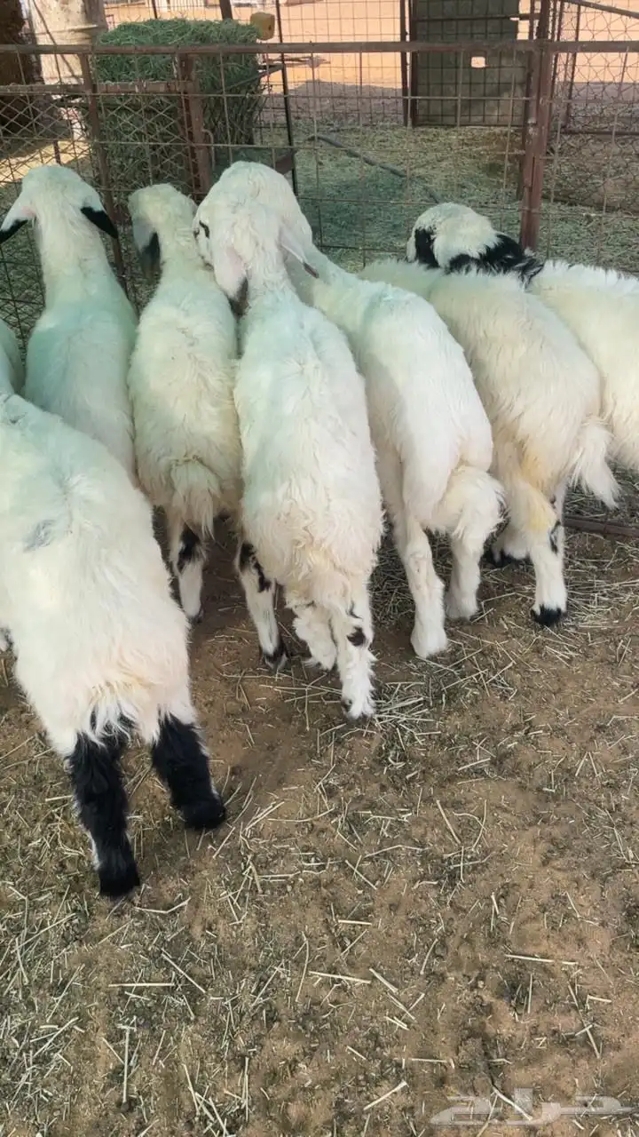 هرافى حري وهجين نعيمي 1